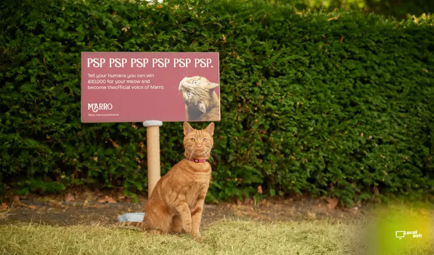 Marro Builds Billboards For Cats